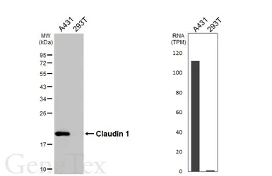 Anti-Claudin 1 antibody [HL5538] used in Western Blot (WB). GTX646212