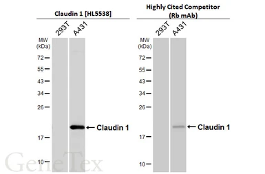 Anti-Claudin 1 antibody [HL5538] used in Western Blot (WB). GTX646212