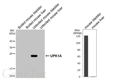 Anti-UPK1A antibody [HL5540] used in Western Blot (WB). GTX646214