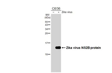 Anti-Zika virus NS2B protein antibody [HL5585] used in Western Blot (WB). GTX646267