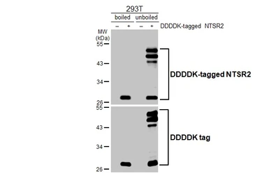 Anti-NTSR2 antibody [HL5590] used in Western Blot (WB). GTX646272