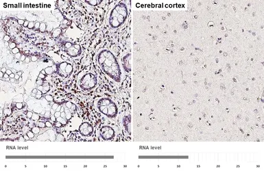 Anti-Retinoid X Receptor alpha antibody [HL5604] used in IHC (Paraffin sections) (IHC-P). GTX646286