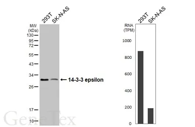 Anti-14-3-3 epsilon antibody [HL5606] used in Western Blot (WB). GTX646288