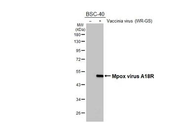 Anti-Mpox virus A18R antibody [HL5616] used in Western Blot (WB). GTX646298