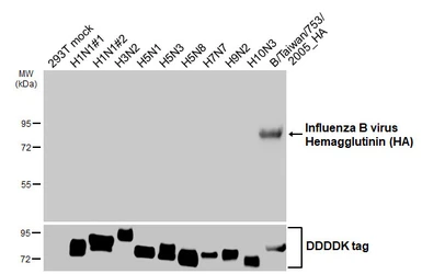 Anti-Influenza B virus Hemagglutinin (HA) antibody [HL5631] used in Western Blot (WB). GTX646320