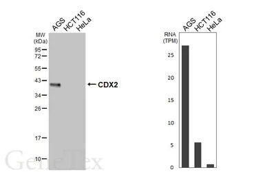 Anti-CDX2 antibody [HL5637] used in Western Blot (WB). GTX646326