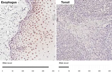 Anti-SHARP2 antibody [HL5644] used in IHC (Paraffin sections) (IHC-P). GTX646333