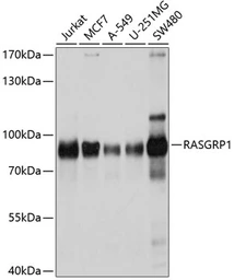 Anti-RASGRP1 antibody used in Western Blot (WB). GTX64637
