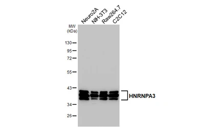 Anti-HNRNPA3 antibody [HL5675] used in Western Blot (WB). GTX646484