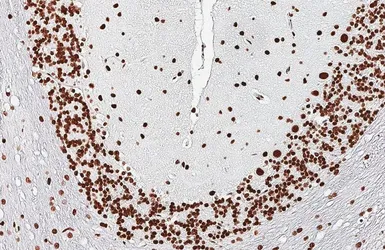 Anti-HNRNPA3 antibody [HL5675] used in IHC (Paraffin sections) (IHC-P). GTX646484