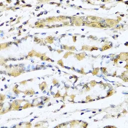 Anti-GnRH1 antibody used in IHC (Paraffin sections) (IHC-P). GTX64650