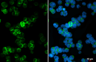 Anti-CD45 antibody [HL5696] used in Immunocytochemistry/ Immunofluorescence (ICC/IF). GTX646527