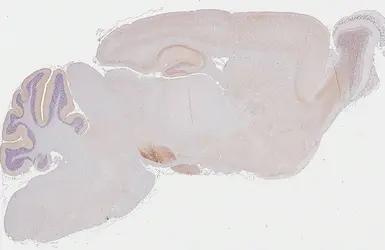 Anti-Cannabinoid receptor 1 antibody [HL5708] used in IHC (Paraffin sections) (IHC-P). GTX646539