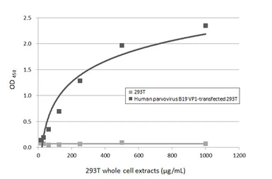 Anti-Human parvovirus B19 VP1 antibody [HL5712] used in ELISA (ELISA). GTX646543