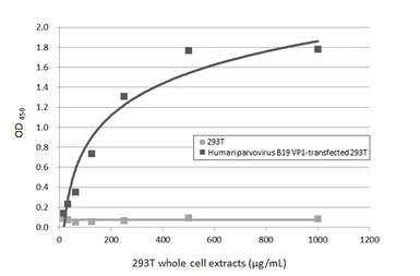 Anti-Human parvovirus B19 VP1 antibody [HL5712] used in ELISA (ELISA). GTX646543
