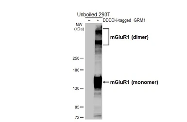 Anti-mGluR1 antibody [HL5718] used in Western Blot (WB). GTX646549