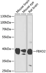 Anti-FBXO2 antibody used in Western Blot (WB). GTX64655