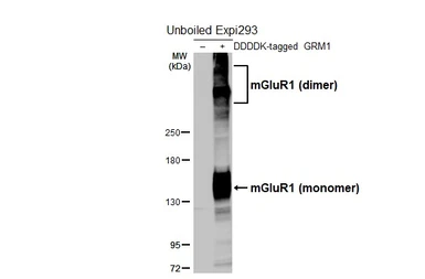 Anti-mGluR1 antibody [HL5720] used in Western Blot (WB). GTX646551