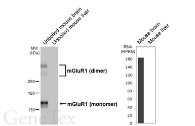 Anti-mGluR1 antibody [HL5720] used in Western Blot (WB). GTX646551