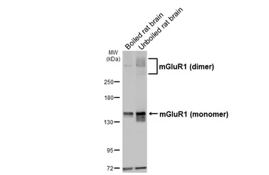 Anti-mGluR1 antibody [HL5720] used in Western Blot (WB). GTX646551