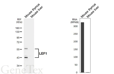 Anti-LEF1 antibody [HL5728] used in Western Blot (WB). GTX646679