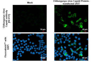 Anti-Chikungunya virus Capsid antibody [HL5731] used in Immunocytochemistry/ Immunofluorescence (ICC/IF). GTX646682