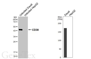 Anti-CD38 antibody [HL5737] used in Western Blot (WB). GTX646688