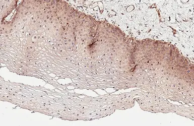 Anti-CD99 antibody [HL5738] used in IHC (Paraffin sections) (IHC-P). GTX646689