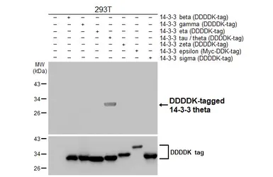 Anti-14-3-3 theta antibody [HL5739] used in Western Blot (WB). GTX646690