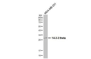 Anti-14-3-3 theta antibody [HL5739] used in Western Blot (WB). GTX646690