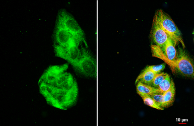 Anti-alpha 1 Antichymotrypsin antibody [HL5759] used in Immunocytochemistry/ Immunofluorescence (ICC/IF). GTX646710