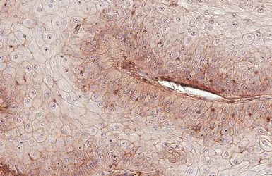 Anti-CD155 antibody [HL5788] used in IHC (Paraffin sections) (IHC-P). GTX646859