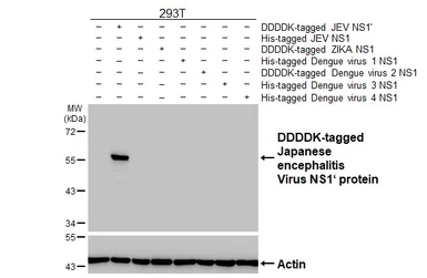 Anti-Japanese encephalitis virus NS1' antibody [HL5789] used in Western Blot (WB). GTX646860