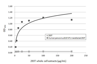 Anti-Human parvovirus B19 VP1 antibody [HL5828] used in ELISA (ELISA). GTX647146
