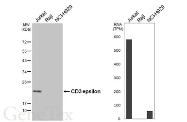 Anti-CD3 epsilon antibody [HL5848] used in Western Blot (WB). GTX647166