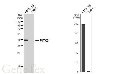 Anti-PITX3 antibody [HL5853] used in Western Blot (WB). GTX647171