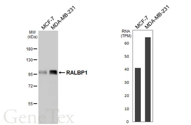 Anti-RALBP1 antibody [HL5854] used in Western Blot (WB). GTX647172