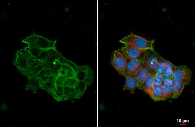 Anti-RALBP1 antibody [HL5854] used in Immunocytochemistry/ Immunofluorescence (ICC/IF). GTX647172