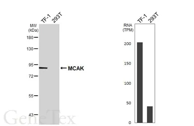Anti-MCAK antibody [HL5856] used in Western Blot (WB). GTX647174