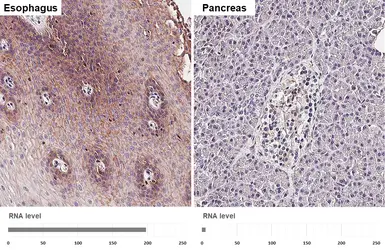 Anti-CD9 antibody [HL5878] used in IHC (Paraffin sections) (IHC-P). GTX647202