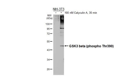 Anti-GSK3 beta (phospho Thr390) antibody [HL5893] used in Western Blot (WB). GTX647217