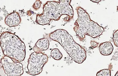 Anti-TACSTD2 antibody [HL5900] used in IHC (Paraffin sections) (IHC-P). GTX647224
