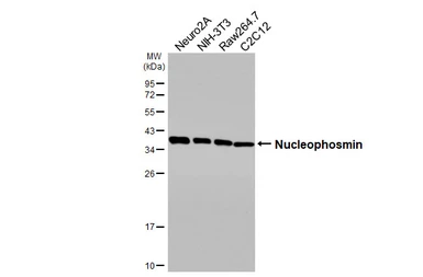Anti-Nucleophosmin antibody [HL5905] used in Western Blot (WB). GTX647229