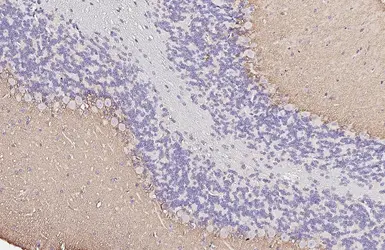 Anti-EAAT1 antibody [HL5913] used in IHC (Paraffin sections) (IHC-P). GTX647238