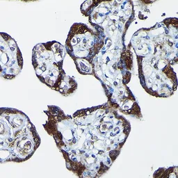 Anti-PEG10 antibody used in IHC (Paraffin sections) (IHC-P). GTX64752