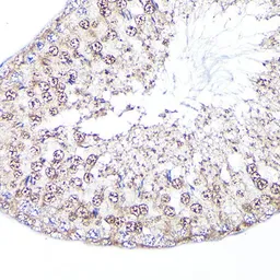 Anti-PEG10 antibody used in IHC (Paraffin sections) (IHC-P). GTX64752