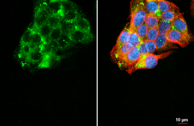 Anti-Haptoglobin antibody [HL5968] used in Immunocytochemistry/ Immunofluorescence (ICC/IF). GTX647582