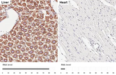 Anti-SEC61B antibody [HL5984] used in IHC (Paraffin sections) (IHC-P). GTX647598