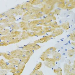 Anti-EDA antibody used in IHC (Paraffin sections) (IHC-P). GTX64760