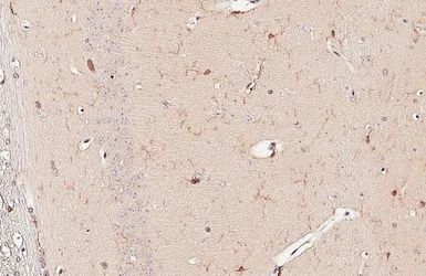 Anti-Iba1 antibody [GT10312-CHK] used in IHC (Paraffin sections) (IHC-P). GTX647615